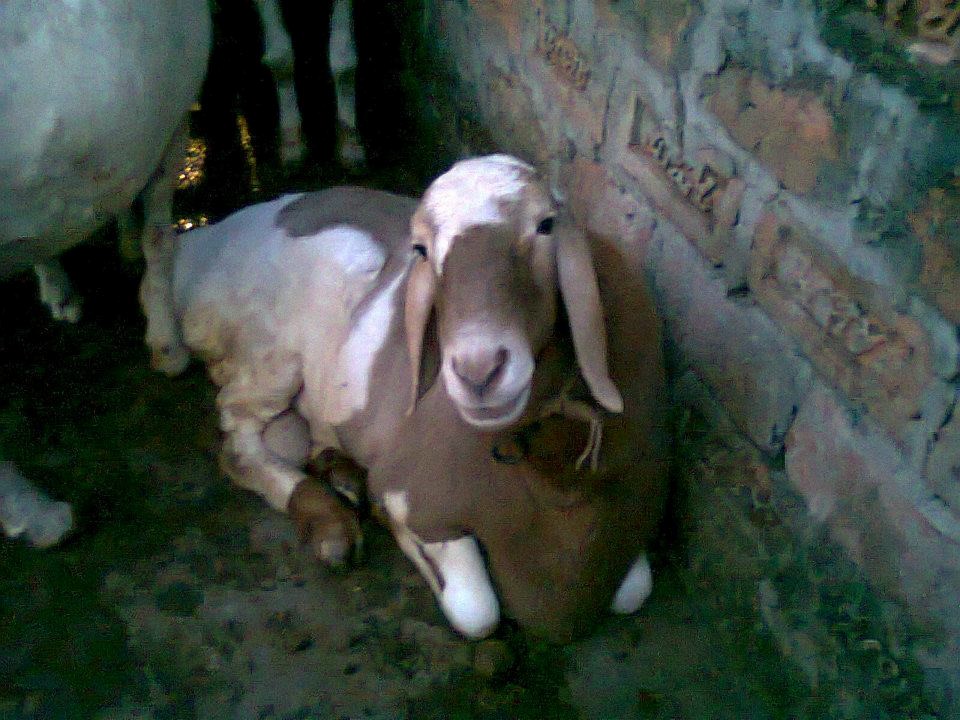 Bir dostimning qizi bilan porno